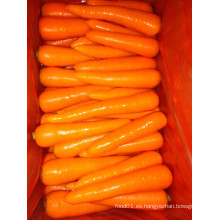 2015 Fresh New Crop Carrot